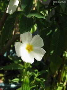 Cistus monspeliensis