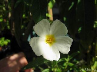Cistus monspeliensis