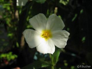 Cistus monspeliensis