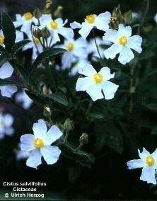 Cistus salviifolius