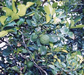 Citrus hystrix