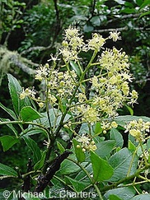 Clausena anisata