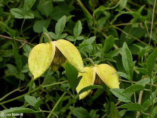 Clematis tangutica