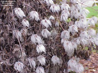 Clematis tangutica