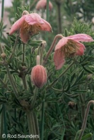 Clematis villosa