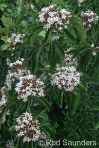 Clerodendrum glabrum