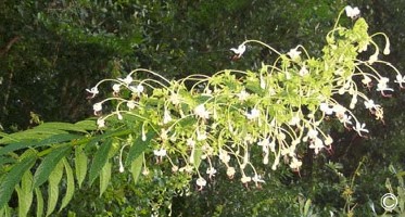 Clerodendrum indicum