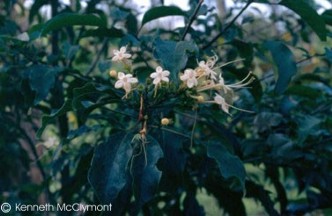 Clerodendrum tomentosum