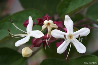 Clerodendrum trichotomum