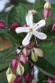 Clerodendrum trichotomum