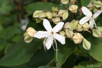 Clerodendrum trichotomum