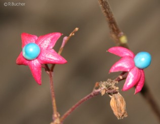 Clerodendrum trichotomum