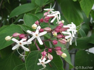 Clerodendrum trichotomum