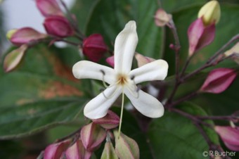 Clerodendrum trichotomum