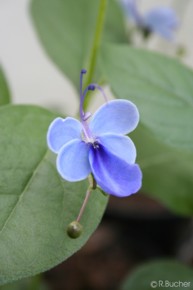 Clerodendrum ugandense 