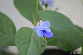 Clerodendrum ugandense 