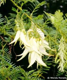 Clianthus puniceus alba