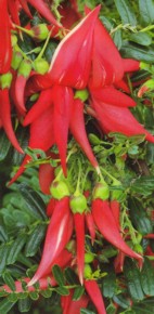 Clianthus puniceus roseus
