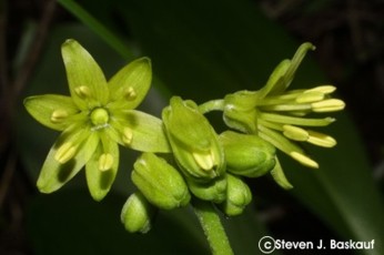 Clintonia borealis 