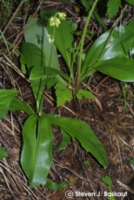 Clintonia borealis 