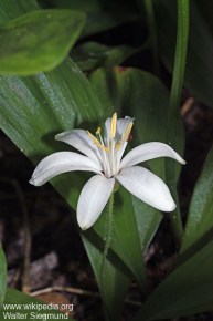 Clintonia uniflora