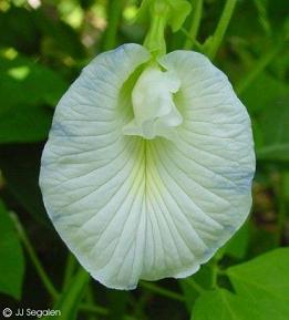 Clitoria ternatea alba