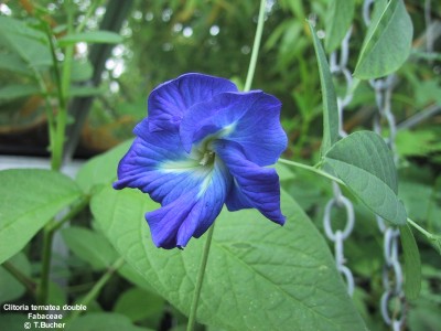 Clitoria ternatea double