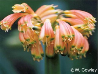 Clivia caulescens