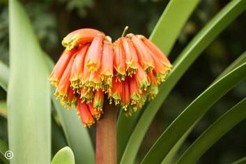 Clivia robusta 