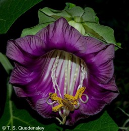 Cobaea scandens