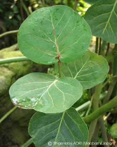 Coccoloba uvifera