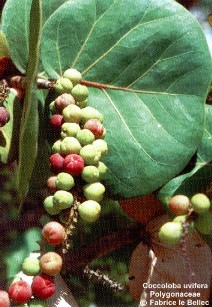 Coccoloba uvifera 