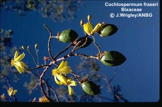 Cochlospermum fraseri