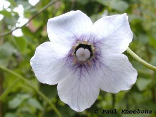 Codonopsis ovata