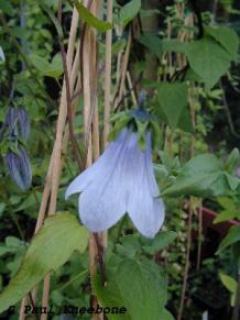 Codonopsis ovata