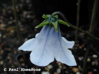 Codonopsis ovata