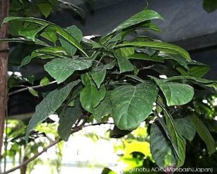 Coffea canephora