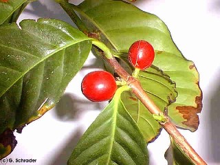 Coffea arabica