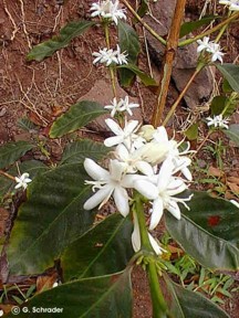 Coffea arabica