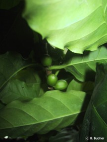 Coffea arabica
