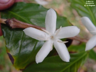 Coffea arabica nana