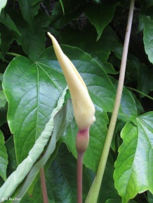 Colocasia esculenta 'Pink China' 