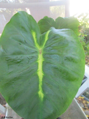 Colocasia 'White Lava' 