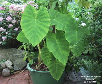 Colocasia esculenta 