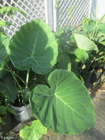 Colocasia 'Thailand Giant' 