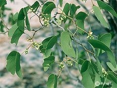 Colophospermum mopane