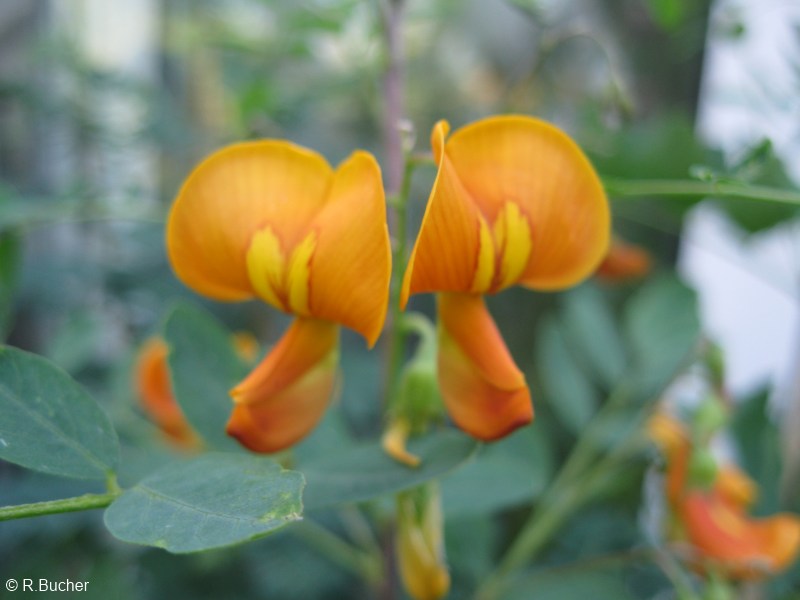 Exotische Nutz und Zierpflanzen Colutea arborescens