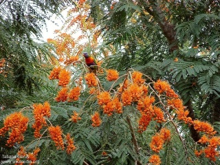 Colvillea racemosa