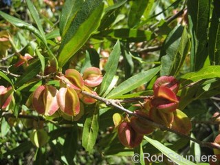 Combretum caffrum