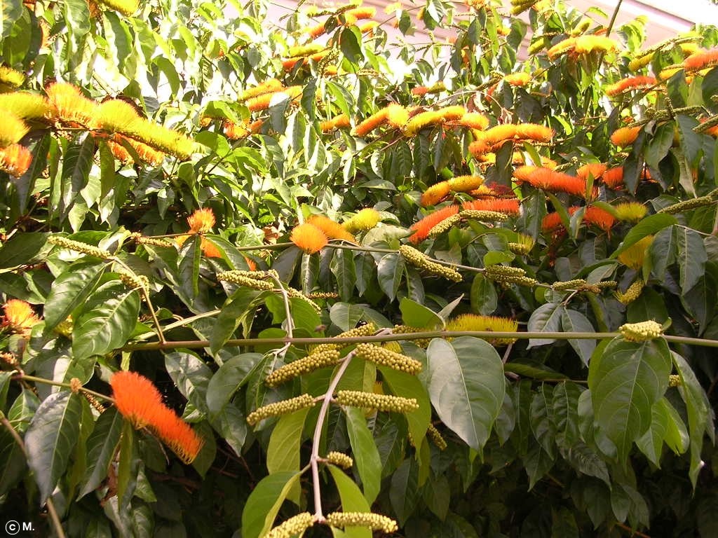 Plant Image